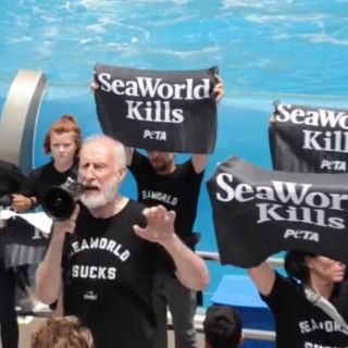 Arrestan a James Cromwell, al actor de ‘Babe’, en protesta animalista