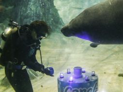 La hembra manatí nació allí, pero fue criada por el personal del parque después de que su madre la abandonara. EFE / W. Woon