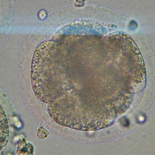 Alteran genes de embriones humanos