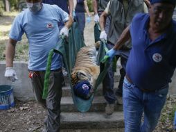 Tres leones, dos tigres, dos osos negros asiáticos y dos hienas han sido evacuados. AP / E. Gurel