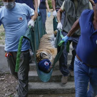 Evacúan animales de un zoológico de Alepo hacia Turquía