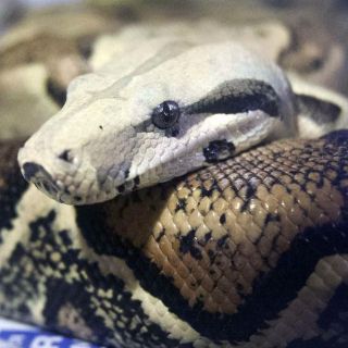 Bomberos de Ohio rescatan a mujer atacada por boa