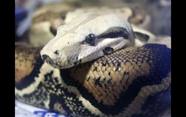 La mujer posee en su domicilio nueve pitones y dos boas. AP / ARCHIVO