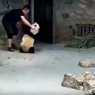 Video exhibe presunto maltrato a pandas en zoológico chino