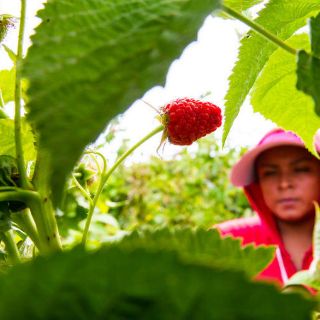 Algas y lombrices favorecen cosecha de berries