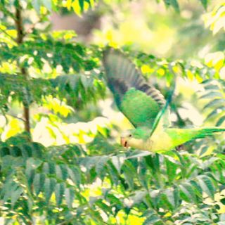 Descubren loro que está en peligro de extinción en el Parque González Gallo