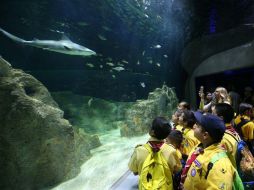 Los dos tiburones nacieron perfectamente sanos y aceptaron alimento desde su primer día, señalan los encargados. EL INFORMADOR / ARCHIVO
