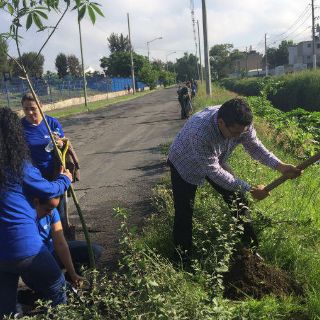 Plantan árboles por más espacios verdes