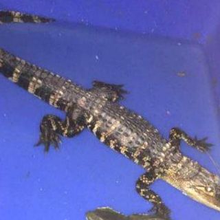 Un caimán pasea por las calles de Nueva York