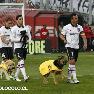 El Colo Colo sale a la cancha acompañado por perros