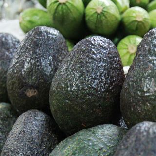 Por precio elevado, México no descartaría importar aguacate