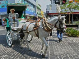 El 9 de agosto se presentará el modelo final para sustituir a las calandrias tradicionales. EL INFORMADOR / ARCHIVO