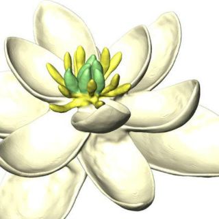 Revelan cómo eran las primeras flores