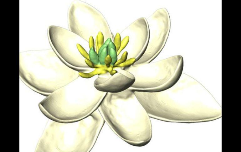 Su reconstrucción sugiere que la flor tenía partes femeninas y masculinas y múltiples verticilos de órganos parecidos a pétalos. ESPECIAL /