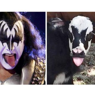 Gene Simmons y la becerra que se parece a él