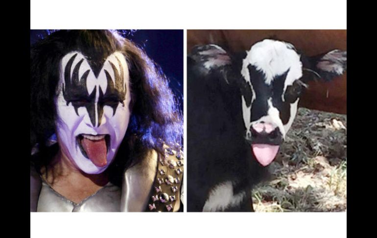 La becerra, llamada Genie en honor al cantante, nació en un rancho cerca de Kerrville. AP /