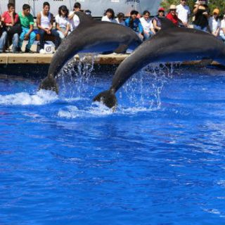 Prohíben delfines en cautiverio en la Ciudad de México