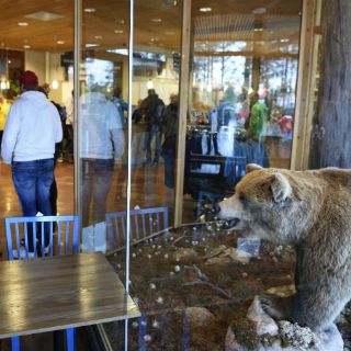 Oso mata a cuidador de zoológico en Suecia