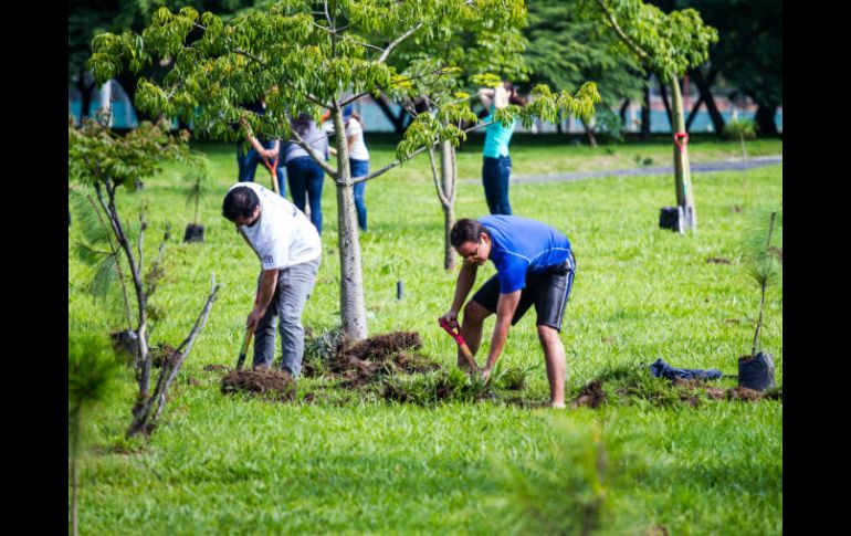 La expectativa de supervivencia de los árboles es del 100% pues tendrán constante supervisión por parte del personal del Parque. EL INFORMADOR / ARCHIVO