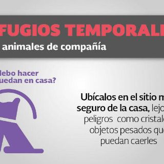 Mascotas deben incluirse en el plan familiar de Protección Civil