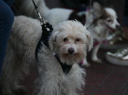 El moquillo es la enfermedad viral más mortal entre caninos, después del parvovirus. EL INFORMADOR / ARCHIVO