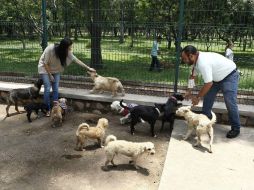 Merilyn Gómez Pozos (i), directora de Gestión Integral de los Derechos de los Animales, consideró que hace falta capacitación. EL INFORMADOR / A. Camacho