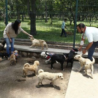 Castigos por maltrato animal quedan sólo en el discurso