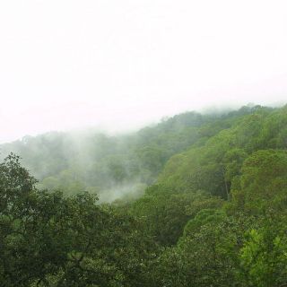 Jalisco conserva uno de los ecosistemas más importantes del país