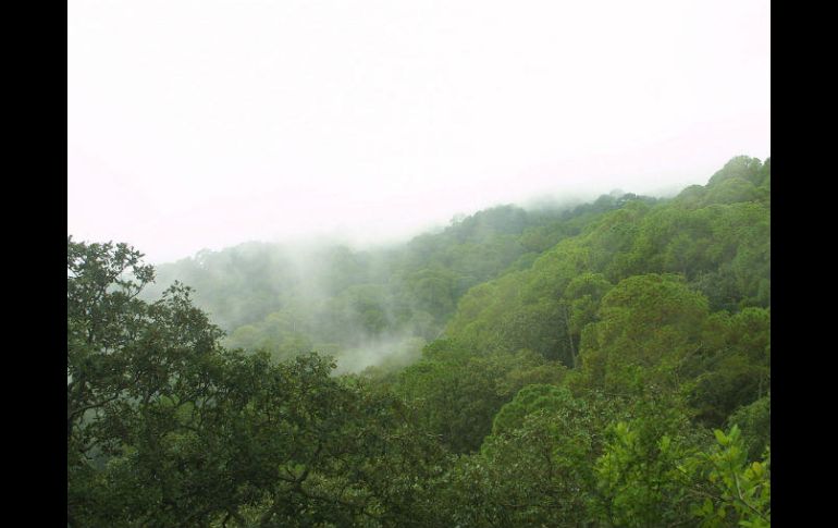 Las 23 áreas naturales protegidas del estado abarcan más de 855 mil 641 hectáreas. EL INFORMADOR / ARCHIVO