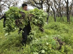 En los últimos cinco años se han destruido un millón 761 mil plantas en Mascota. EL INFORMADOR / ARCHIVO