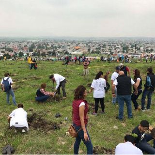Nueva jornada de reforestación incluye a 40 mil ejemplares