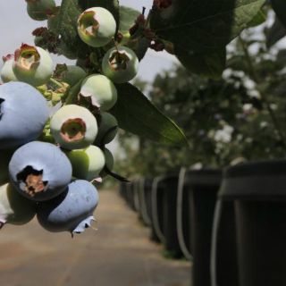 Destacan la creciente expansión de las berries en Jalisco