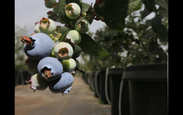 Actualmente México exporta berries a 32 países. TWITTER / @JaliscoSEDER