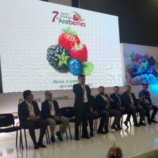 Crece cultivo de berries en Jalisco