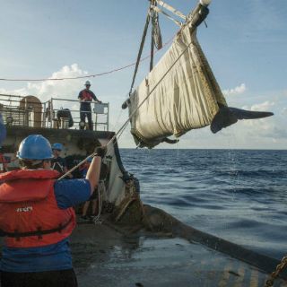 Ballena regresa al mar después de rehabilitación en SeaWorld