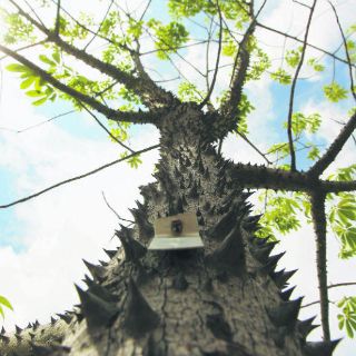 Crecen derribos y compensaciones de árboles por obras de la Línea 3