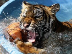 'Gignac' ha sido criado por personal del zoológico, luego de que la tigresa, al ser primeriza no toleró amamantarlo, EL INFORMADOR / ARCHIVO