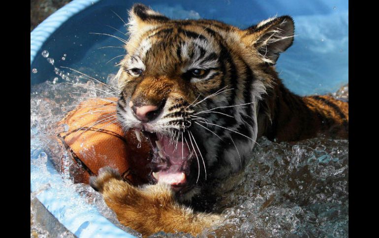 'Gignac' ha sido criado por personal del zoológico, luego de que la tigresa, al ser primeriza no toleró amamantarlo, EL INFORMADOR / ARCHIVO