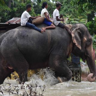 Elefante mata a cazador argentino en Namibia
