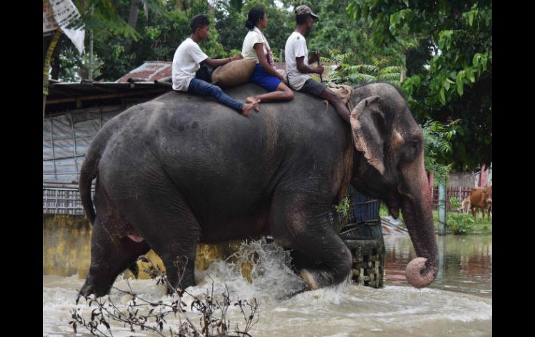 El incidente mortal sucede en una reserva privada 70 kilómetros al noroeste de la pequeña localidad de Kalkfeld. AFP / ARCHIVO