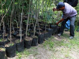 Pronafor consiste en impulsar la reforestación y la entrega de apoyos a particulares para cuidar y aprovechar los recursos forestales. EL INFORMADOR / ARCHIVO