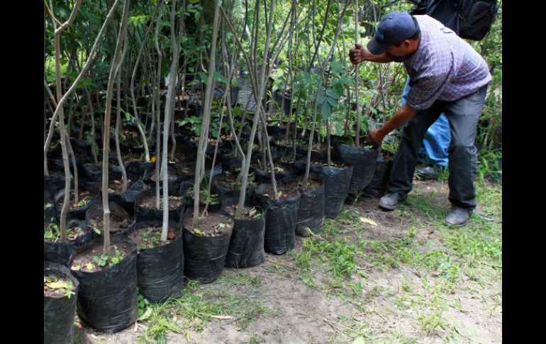 Pronafor consiste en impulsar la reforestación y la entrega de apoyos a particulares para cuidar y aprovechar los recursos forestales. EL INFORMADOR / ARCHIVO