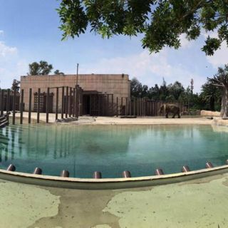 Elefanta Ely tiene buen estado de salud, reporta Profepa