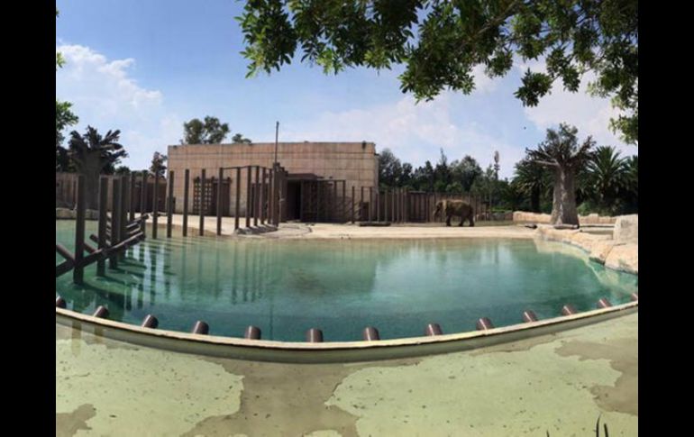 La Profepa inspección se verificaron las condicionó las condiciones de cautiverio de la elefanta Ely. TWITTER / @PROFEPA_Mx