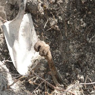 Hallan más de 100 huesos en fosa clandestina de Tijuana