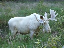 El video cuenta con casi dos millones de vistas, y los usuarios están encantados con el animal. FACEBOOK / P4 Värmland Sveriges Radio