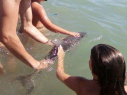 La asociación Equinac señaló que algunas personas tocaban al animal lo que le provocó un shock al animal. FACEBOOK / Equinac