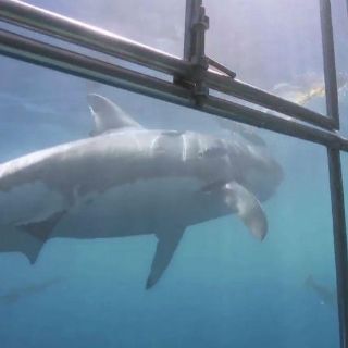 Isla Guadalupe, el mejor lugar para observar al tiburón blanco