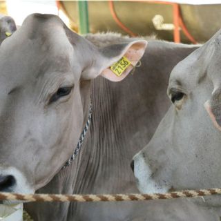 Buscan subir ventas con ganado 'ecológico'