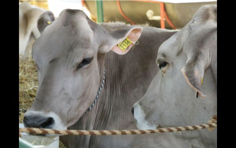 En México existen 30 millones de cabezas de ganado. NTX /